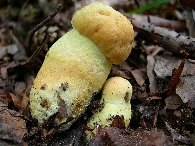 2005 :  Un anno di funghi